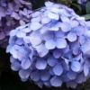 無盡夏 八仙花 繡球花
