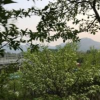 大量流蘇出售 以及黑松 大量報價