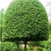 四川成都供應(yīng)高桿桂花米徑