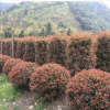 紅葉石楠、金森女貞、紅花繼木、金邊黃楊、大葉黃楊、海桐