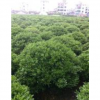 海桐球、石楠球、金森女貞球