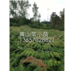 供應黃欒樹小苗