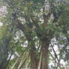 四川宜賓供應黃葛樹