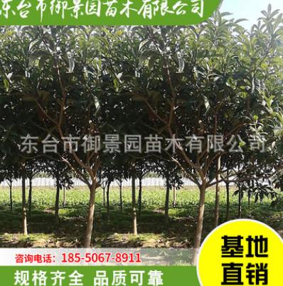 基地直銷枇杷樹 冠幅飽滿 樹形優美 園林綠化枇杷樹 產地批發