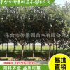 基地直銷枇杷樹 冠幅飽滿 樹形優美 園林綠化枇杷樹 產地批發