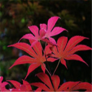 美國紅楓