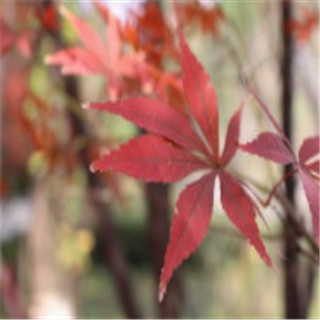 日本紅楓