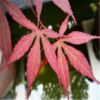 日本紅楓