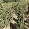 種植基地直銷塔柏 1.8米高塔柏綠化喬木樹苗批發
