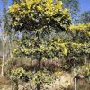 種植基地直銷金葉榆 四層金葉榆造型樹 綠化喬木樹苗批發