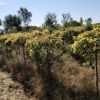 種植基地直銷金葉榆 1.2米高金葉榆綠化喬木樹苗批發