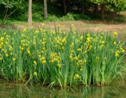 水生花卉黃菖蒲苗
