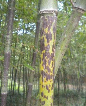 湘妃竹 斑竹 1.5 cm近百種綠化竹苗