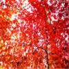祖榮紅楓