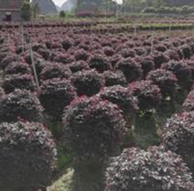 主營(yíng)；紅繼木球 金葉女貞球 紅葉石蘭球 黃素梅球等