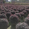 主營(yíng)；紅繼木球 金葉女貞球 紅葉石蘭球 黃素梅球等