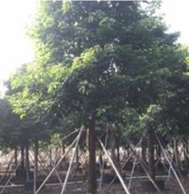 主營(yíng)、秋楓香樟 榕樹 大葉榕 香泡 桂花 銀杏 紅楓等
