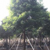 主營(yíng)、秋楓香樟 榕樹 大葉榕 香泡 桂花 銀杏 紅楓等