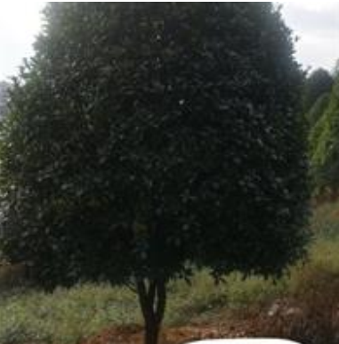精品桂花
