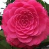 茶花