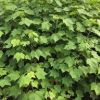 江蘇[產品]/江蘇木芙蓉 江蘇木芙蓉 木芙蓉基地價格/報價