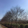 櫸樹，垂絲海棠，紫薇，桂花苗圃出售