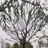 容器雞爪槭，玉蘭，樸樹