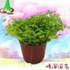基地貨源批發(fā)微景觀搭配植物花卉盆景盆栽 金絲雀珊瑚蕨