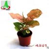 基地貨源直銷墻體綠化室內(nèi)花卉植物盆栽盆景合果芋 紅粉佳人90#