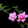 供應花卉苗木 木槿 木槿花