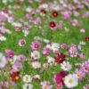 波斯菊 大波斯菊 秋英基地供應