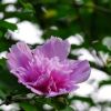 供應花卉苗木 木槿 木槿花 園林綠化苗木 灌木苗木