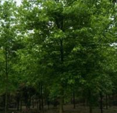 三角楓