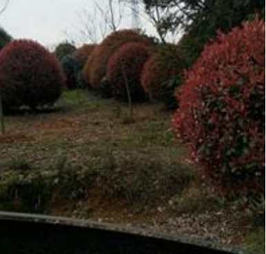 安徽供應紅葉石楠球規(guī)格齊全