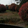 安徽供應紅葉石楠球規(guī)格齊全