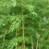 黃桿哺雞竹