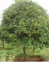 河南桂花*新報價/桂花圖片