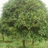 河南桂花*新報(bào)價(jià)/桂花圖片