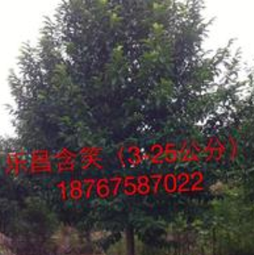 出售優質樂昌含笑