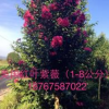 出售優質美國紫薇地徑
