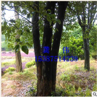 供應貴州省綠化苗木喬木香樟樹小苗樹形美觀規格齊全容易成活價優