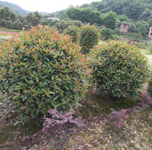 紅葉石楠球