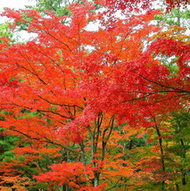美國紅楓
