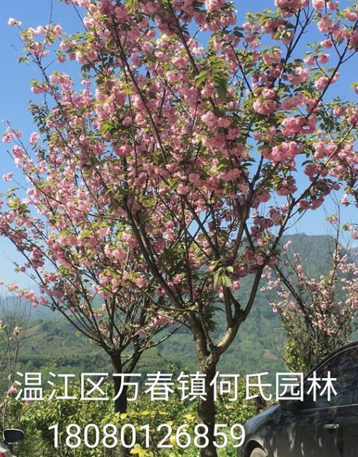 成都地區(qū)供應(yīng)精品櫻花