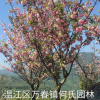 成都地區(qū)供應(yīng)精品櫻花