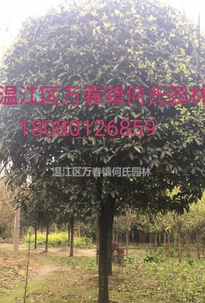 成都地區(qū)精品桂花性價比超高