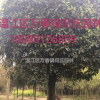成都地區(qū)精品桂花性價比超高