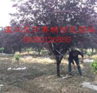 成都溫江地區(qū)大量供應(yīng)精品紫葉李