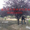 成都溫江地區(qū)大量供應(yīng)精品紫葉李