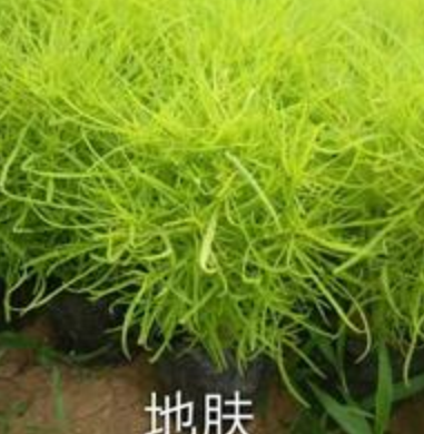 地膚基地，地膚價格，地膚供應